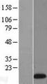 REG1A Protein - Western validation with an anti-DDK antibody * L: Control HEK293 lysate R: Over-expression lysate