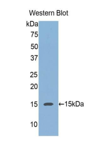 REG3A Antibody - Western blot of recombinant REG3A.  This image was taken for the unconjugated form of this product. Other forms have not been tested.