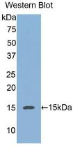 REG3A Antibody - Western Blot ;Sample: Recombinant REG3a, Human