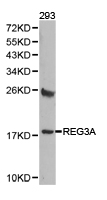 REG3A Antibody - Western blot of extracts of 293 cell lines, using REG3A antibody.