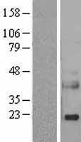 REG3A Protein - Western validation with an anti-DDK antibody * L: Control HEK293 lysate R: Over-expression lysate