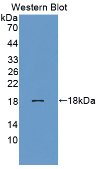 Reg3b Antibody - Western blot of Reg3b antibody.