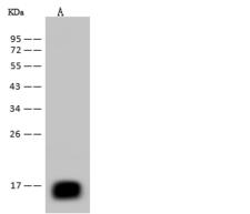 Reg3b Antibody - Anti-REG3B rabbit monoclonal antibody at 1:500 dilution. Lane A: Mouse pancreas tissue lysate. Lysates/proteins at 30 ug per lane. Secondary: Goat Anti-Rabbit IgG (H+L)/HRP at 1/10000 dilution. Developed using the ECL technique. Performed under reducing conditions. Predicted band size: 19 kDa. Observed band size: 17 kDa.