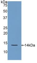 REG3G Antibody - Western Blot; Sample: Recombinant REG3g, Rat.