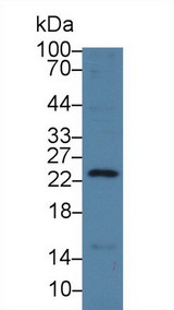 REG3G Antibody - Western Blot; Sample: Porcine Small intestine lysate; Primary Ab: 3µg/ml Rabbit Anti-Human REG3g Antibody Second Ab: 0.2µg/mL HRP-Linked Caprine Anti-Rabbit IgG Polyclonal Antibody