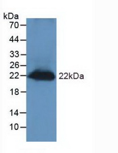 REG3G Antibody - Western Blot; Sample: Mouse Testis Tissue.