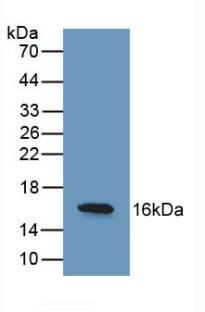 REG3G Antibody - Western Blot; Sample: Recombinant REG3g, Human.