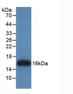 REG3G Antibody - Western Blot; Sample: Recombinant REG3g, Human.