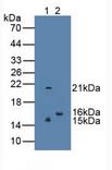 REG3G Antibody - Western Blot; Sample: Lane1: Human Serum; Lane2: Rat Testis Tissue.
