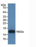 REG3G Antibody - Western Blot; Sample: Recombinant REG3g, Human.