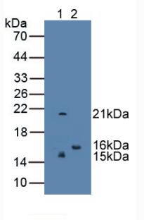 REG3G Antibody - Western Blot; Sample: Lane1: Human Serum; Lane2: Rat Testis Tissue.