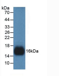 REG3G Antibody - Western Blot; Sample: Recombinant REG3g, Human.