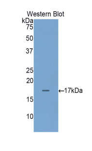 REG4 / REG-IV Antibody - Western blot of recombinant REG4 / REG-IV.  This image was taken for the unconjugated form of this product. Other forms have not been tested.