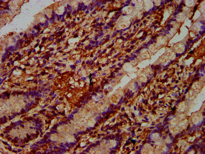 REG4 / REG-IV Antibody - Immunohistochemistry Dilution at 1:400 and staining in paraffin-embedded human small intestine tissue performed on a Leica BondTM system. After dewaxing and hydration, antigen retrieval was mediated by high pressure in a citrate buffer (pH 6.0). Section was blocked with 10% normal Goat serum 30min at RT. Then primary antibody (1% BSA) was incubated at 4°C overnight. The primary is detected by a biotinylated Secondary antibody and visualized using an HRP conjugated SP system.