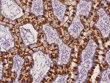 REG4 / REG-IV Antibody - Immunochemical staining of human REG4 in human small intestine with rabbit polyclonal antibody at 1:500 dilution, formalin-fixed paraffin embedded sections.