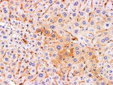 REG4 / REG-IV Antibody - Immunohistochemistry of paraffin-embedded Rat liver using REG4 Polyclonl Antibody at dilution of 1:200.