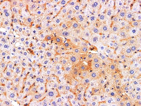 REG4 / REG-IV Antibody - Immunohistochemistry of paraffin-embedded Rat liver using REG4 Polyclonl Antibody at dilution of 1:200.