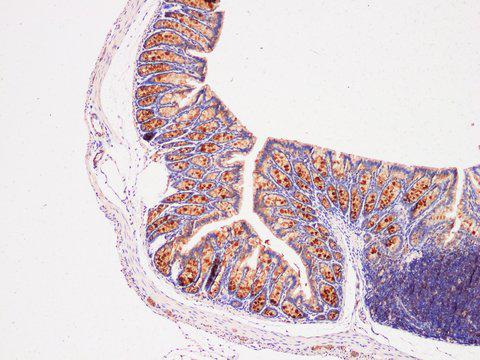 REG4 / REG-IV Antibody - Immunohistochemistry of paraffin-embedded Mouse colon using REG4 Polyclonl Antibody at dilution of 1:200(100×).