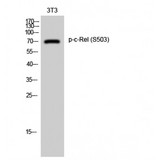 REL / C-Rel Antibody - Western blot of Phospho-c-Rel (S503) antibody