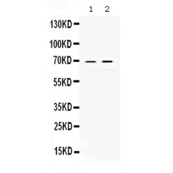 REL / C-Rel Antibody - c-Rel antibody Western blot. All lanes: Anti c-Rel at 0.5 ug/ml. Lane 1: Rat Kidney Tissue Lysate at 50 ug. Lane 2: HELA Whole Cell Lysate at 40 ug. Predicted band size: 69 kD. Observed band size: 69 kD.