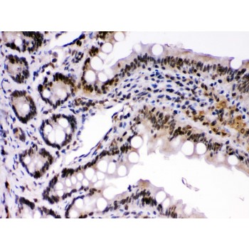 REL / C-Rel Antibody - c-Rel antibody IHC-paraffin. IHC(P): Mouse Intestine Tissue.