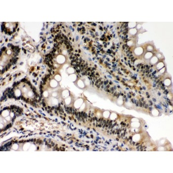 REL / C-Rel Antibody - c-Rel antibody IHC-paraffin. IHC(P): Rat Intestine Tissue.