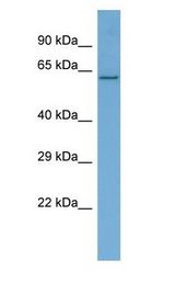 REL / C-Rel Antibody - REL / C-Rel antibody Western Blot of Mouse Kidney. Antibody dilution: 1 ug/ml.  This image was taken for the unconjugated form of this product. Other forms have not been tested.