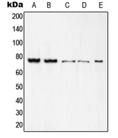 REL / C-Rel Antibody - Western blot analysis of c-Rel expression in K562 (A); Raw264.7 (B); mouse heart (C); rat heart (D); rat brain (E) whole cell lysates.