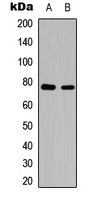 REL / C-Rel Antibody - Western blot analysis of c-Rel (pS503) expression in HEK293T (A); NIH3T3 (B) whole cell lysates.