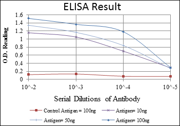 REL / C-Rel Antibody - Red: Control Antigen (100ng); Purple: Antigen (10ng); Green: Antigen (50ng); Blue: Antigen (100ng);