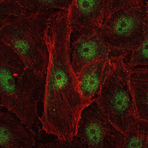 REL / C-Rel Antibody - Immunofluorescence of U251 cells using c-Rel mouse monoclonal antibody (green). Blue: DRAQ5 fluorescent DNA dye. Red: Actin filaments have been labeled with Alexa Fluor-555 phalloidin.
