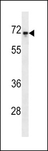 REL / C-Rel Antibody - C-rel Antibody western blot of HeLa cell line lysates (35 ug/lane). The C-rel antibody detected the C-rel protein (arrow).