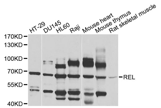 REL / C-Rel Antibody - Western blot analysis of extracts of various cell lines, using REL antibody at 1:1000 dilution. The secondary antibody used was an HRP Goat Anti-Rabbit IgG (H+L) at 1:10000 dilution. Lysates were loaded 25ug per lane and 3% nonfat dry milk in TBST was used for blocking. An ECL Kit was used for detection and the exposure time was 90s.