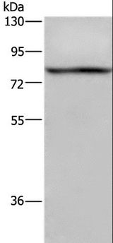 REL / C-Rel Antibody - Western blot analysis of 293T cell, using REL Polyclonal Antibody at dilution of 1:950.