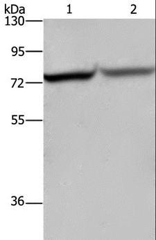 REL / C-Rel Antibody - Western blot analysis of HeLa and 293T cell, using REL Polyclonal Antibody at dilution of 1:1050.