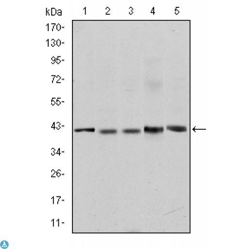REL / C-Rel Antibody - ELISA analysis of c-Rel antibody.