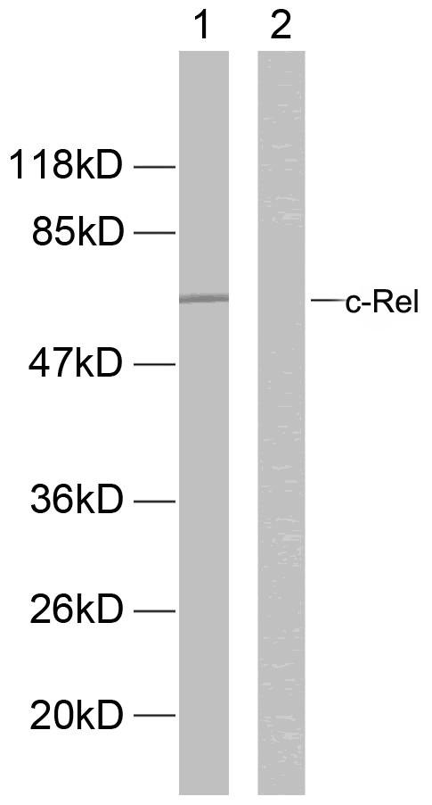 REL / C-Rel Antibody - Western blot analysis of extracts from MDA-MB-435 cells. Line1: Using c-Rel (Ab-503) Antibody; Line2: Using the same antibody preincubated with synthesized peptide.