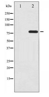 REL / C-Rel Antibody - Western blot of Rel phosphorylation expression in MDA-MB-435 whole cell lysates,The lane on the left is treated with the antigen-specific peptide.