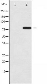 REL / C-Rel Antibody - Western blot analysis of Rel phosphorylation expression in MDA-MB-435 whole cells lysates. The lane on the left is treated with the antigen-specific peptide.