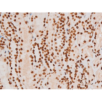 REL / C-Rel Antibody - 1:200 staining human kidney tissue by IHC-P. The tissue was formaldehyde fixed and a heat mediated antigen retrieval step in citrate buffer was performed. The tissue was then blocked and incubated with the antibody for 1.5 hours at 22°C. An HRP conjugated goat anti-rabbit antibody was used as the secondary.