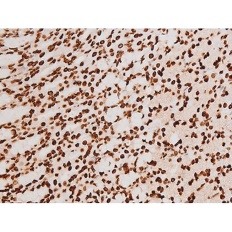 REL / C-Rel Antibody - 1:200 staining rat ganstric tissue by IHC-P. The tissue was formaldehyde fixed and a heat mediated antigen retrieval step in citrate buffer was performed. The tissue was then blocked and incubated with the antibody for 1.5 hours at 22°C. An HRP conjugated goat anti-rabbit antibody was used as the secondary.