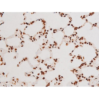 REL / C-Rel Antibody - 1:200 staining rat lung tissue by IHC-P. The tissue was formaldehyde fixed and a heat mediated antigen retrieval step in citrate buffer was performed. The tissue was then blocked and incubated with the antibody for 1.5 hours at 22°C. An HRP conjugated goat anti-rabbit antibody was used as the secondary.