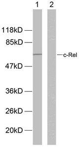 REL / C-Rel Antibody - Western blot analysis of extracts from MDA-MB-435 cells. Line1: Using c-Rel(Ab-503) Antibody; Line2: The same antibody preincubated with synthesized peptide.