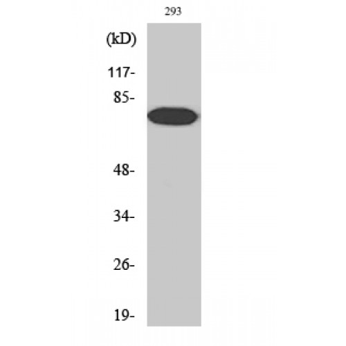 RELA / NFKB p65 Antibody - Western blot of Phospho-NFkappaB-p65 (T254) antibody