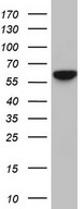 RELA / NFKB p65 Antibody - Western blot of HEK293 cell lysate (35ug) by using Rabbit polyclonal anti-RELA antibody at 1:2000 dilution.