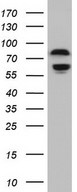 RELA / NFKB p65 Antibody - Western blot of HeLa cell lysate (35ug) by using Rabbit polyclonal anti-RELA antibody at 1:2000 dilution.