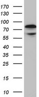 RELA / NFKB p65 Antibody - Western blot of HT29 cell lysate (35ug) by using Rabbit polyclonal anti-RELA antibody at 1:2000 dilution.