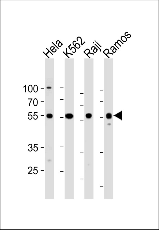RELA / NFKB p65 Antibody - RELA Antibody western blot of HeLa,K562,Raji,Ramos cell line lysates (35 ug/lane). The RELA antibody detected the RELA protein (arrow).