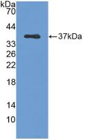 RELA / NFKB p65 Antibody - Western Blot; Sample: Recombinant RELA, Human.