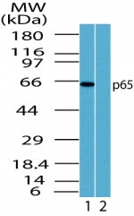 RELA / NFKB p65 Antibody - Western blot ofp65 in HeLa cell lysate in the 1) absence and 2) presence of immunizing peptide using antibody at1 ug/ml.